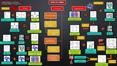 Fisiolog A M Dica Hemoglobina Y Mecanismos De Hemostasia