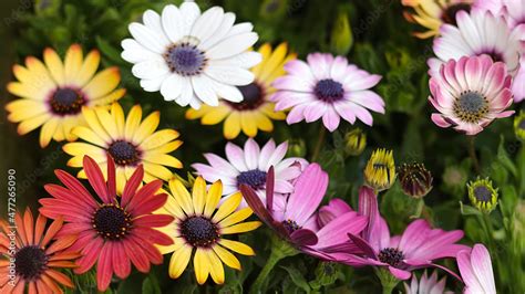 Beautiful Bloom Of Osteospermum Flower African Chamomile Close Up