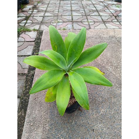 Jual Tanaman Agave Attenuata Siklok Shopee Indonesia