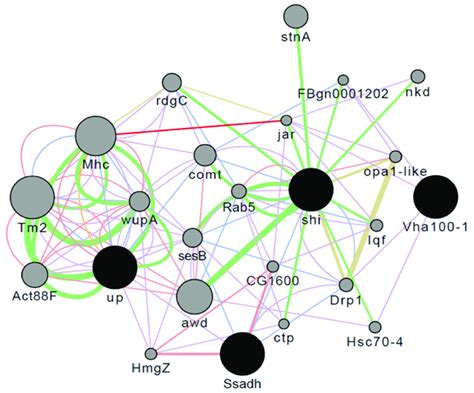 Composite network of multiple regulation of the GABA/5-HTP-treated ...