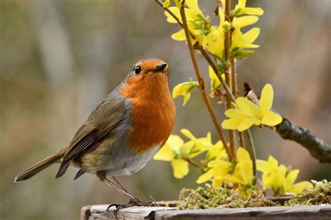 Free Robin Kujawskoponorskie Robin Images Pixabay