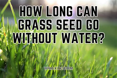 How Long Can Grass Seed Go Without Water Wraxly