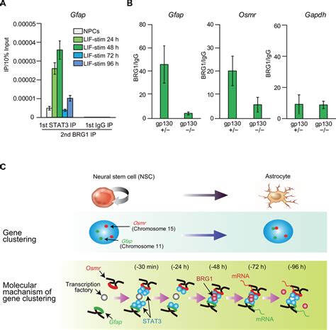 Jak Stat Signaling Is Required For Brg1 Recruitment To Stat3 Binding