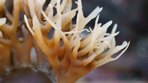 Sea Moss Usage Guide How Much Sea Moss To Take Daily Green Living Zone