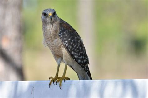 The 13 Species of Hawks in Florida (Chart and Pictures)