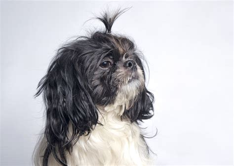 23 Of The Worst Dog Haircuts That Will Make You Laugh
