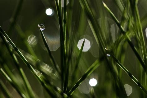 Dew Morning Grass - Free photo on Pixabay - Pixabay
