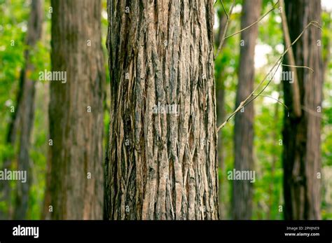 Eucalyptus Pellita Forest In Gunung Kidul Yogyakarta Indonesia Stock