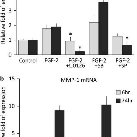 Effects Of FGF 2 On Proliferation And Morphology Of Fibroblasts Derived