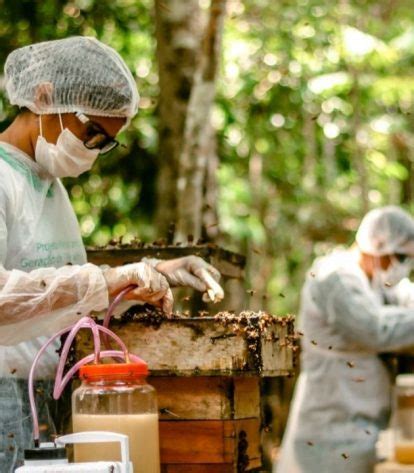 Mel da Amazônia garante renda manejo de abelhas sem ferrão