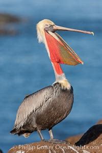 California Brown Pelican Pelecanus Occidentalis Photo La Jolla