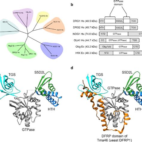 The Canonical Gtpase Cycle Gtpases Cycle Between An Active Gtp Bound