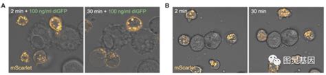 Science 益生菌引导的car T细胞用于实体瘤靶向治疗 知乎