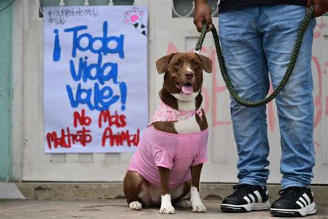 Judicializan a hombre que al parecer ocasionó la muerte de un perro