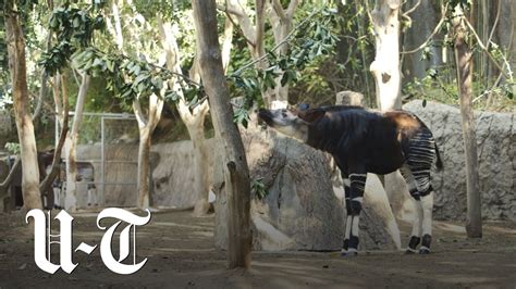 Baby Okapi Debuts At San Diego Zoo San Diego Union Tribune Youtube