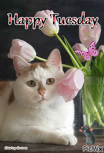 Cat & Tulips Happy Tuesday Gif Pictures, Photos, and Images for ...