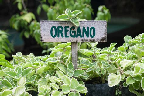 Growing Oregano Plants Kellogg Garden Organics™