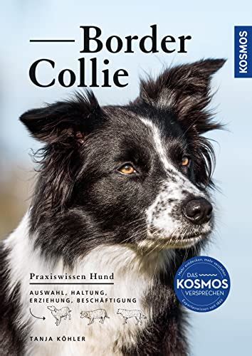 Border Collie Auswahl Haltung Erziehung Besch Ftigung By Tanja