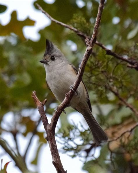 Winter Birding And The Mixed Species Foraging Flock Hill Country