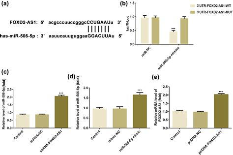 Long Non Coding Rna Foxd As Promotes Cell Proliferation Metastasis