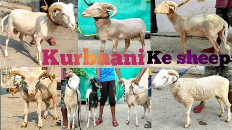 Kurbaani Ke Sheep In Available Rampuri And Valiety Sheep Zubair