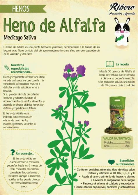 El Heno De Alfalfa Ribero Productor Agr Cola