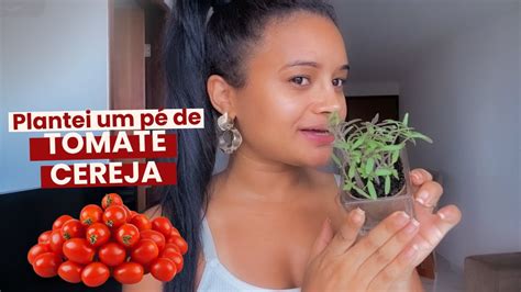 Plantando pé de tomate cereja em casa Mostrei tudo que eu fiz para