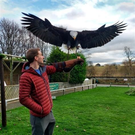 Experience Days Thirsk Birds Of Prey Centre Thirsk Birds Of Prey Centre