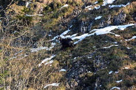 Uma Cabra Montesa Caminha Na Grama Na Encosta De Uma Montanha De