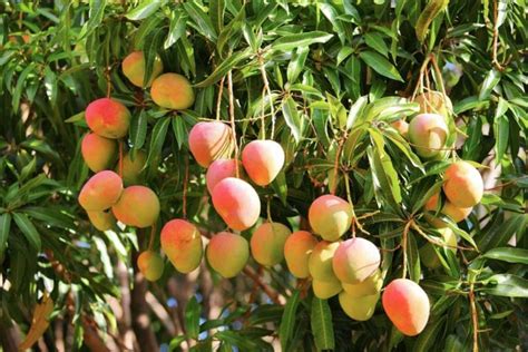 How To Grow Mango Tree In Pot