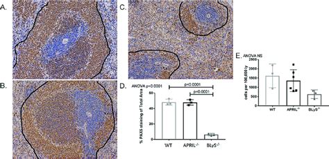 B Lymphocytes In Splenic Germinal Centers Significantly Depleted In Download Scientific Diagram