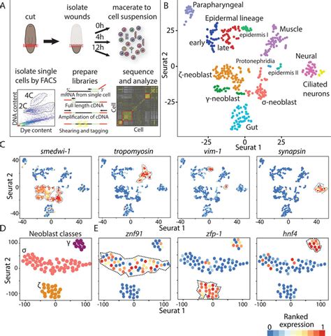 Unbiased Detection Of Major Planarian Cell Types By Scs A