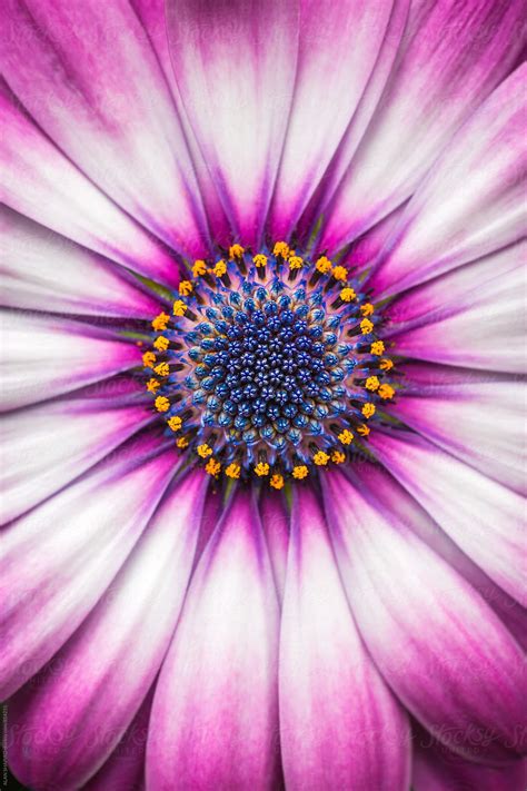 Osteospermum Del Colaborador De Stocksy Alan Shapiro Stocksy