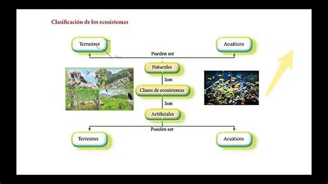 Ecosistemas Organizaci N Y Clasificaci N Para Tercero De Primaria The