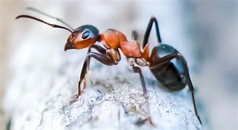 15 Random Animal Facts to Help You Forget the Stupid Shit – Rocco's ...