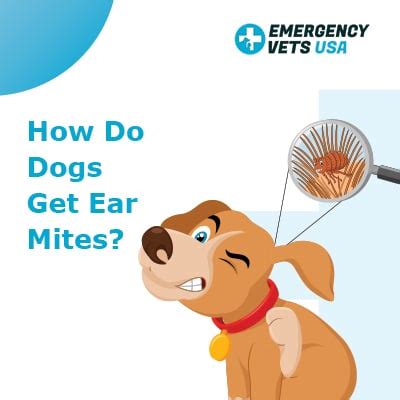 Images Of Dog Ear Mites - A veterinarian can easily detect dog ear ...