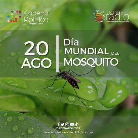 Sabes por qué se celebra el día del mosquito Cadena Politica