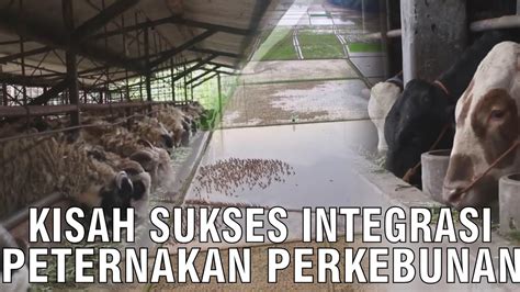 Sukses Integrasi Peternakan Pertanian YouTube