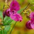 Growing Balsam Flowers The Secret To More Lushness ThumbGarden