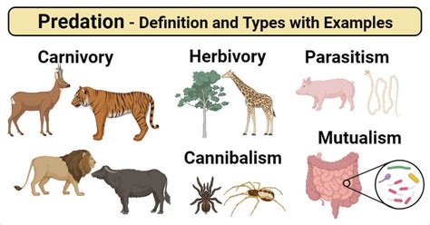 Predation Interaction- Definition and Types with Examples