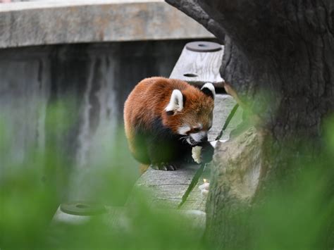 9月16日は国際レッサーパンダデーでした動物トピックス｜ブログ野毛山動物園公式サイト｜公益財団法人 横浜市緑の協会