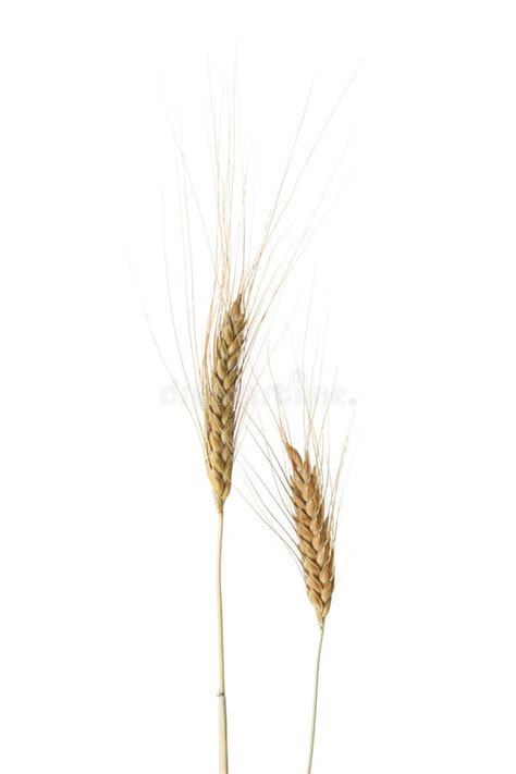 Two Wheat Ears Isolated On White Background Durum Wheat Stock Image