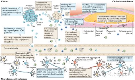 利用细胞外囊泡进行疾病的诊断与治疗 上海研匠生物科技有限公司