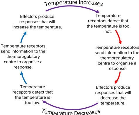 Thermoregulation Questions And Revision Mme