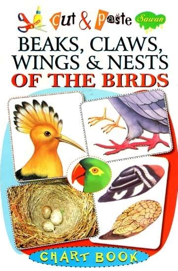 Cut Paste Beaks Claws Wings Nests Of The Birds Chart Book