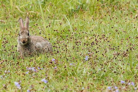 Bunny Rspb Sandy Airwolfhound Flickr