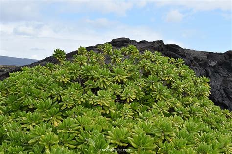 Hawaii Volcanoes: World's Second Largest Volcano - Travel Realist