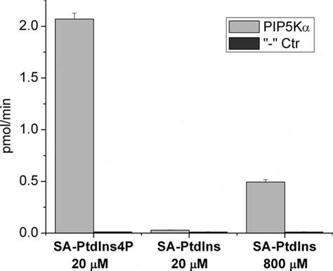 Phosphatidylinositol Phosphate Kinase Isoforms Exhibit Acyl Chain