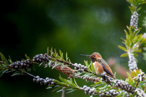 Fond D Cran For T Des Oiseaux Animaux La Nature Les Plantes