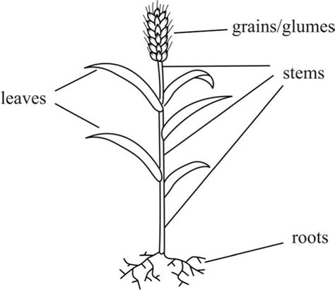 Wheat Plant Diagram